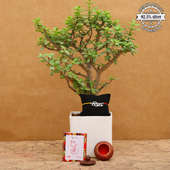 Jade Bonsai Plant & Rakhi Combo